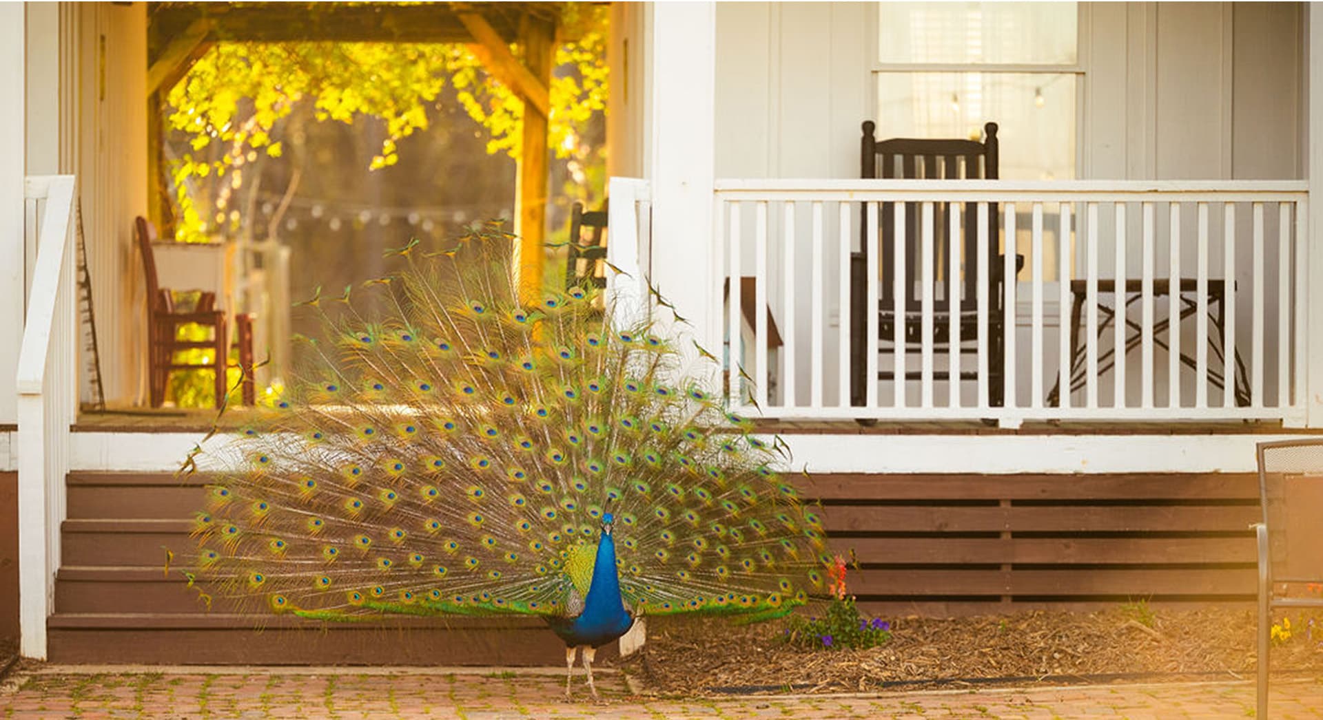 A peacock displays its colorful feathers in front of a white porch.