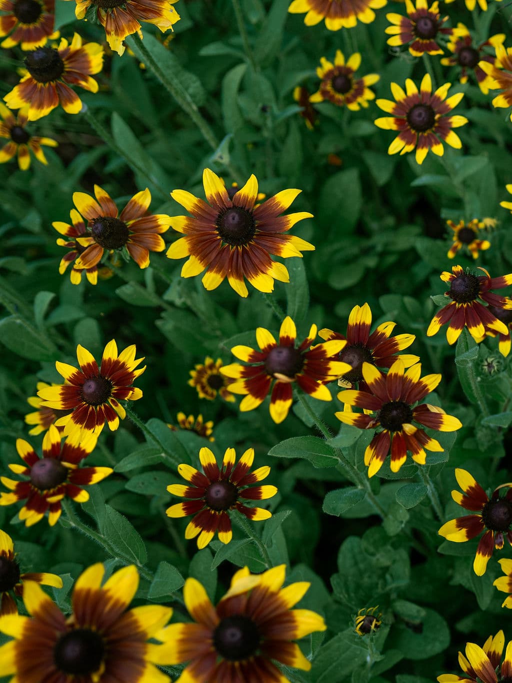 A vibrant patch of yellow and burgundy flowers surrounded by lush green leaves.