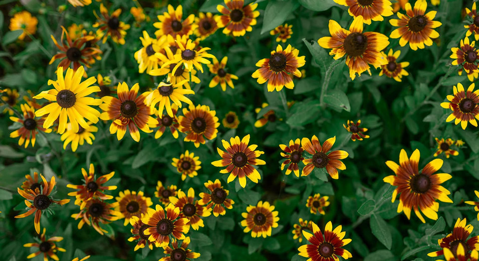 A vibrant mix of yellow and brown flowers with green leaves.