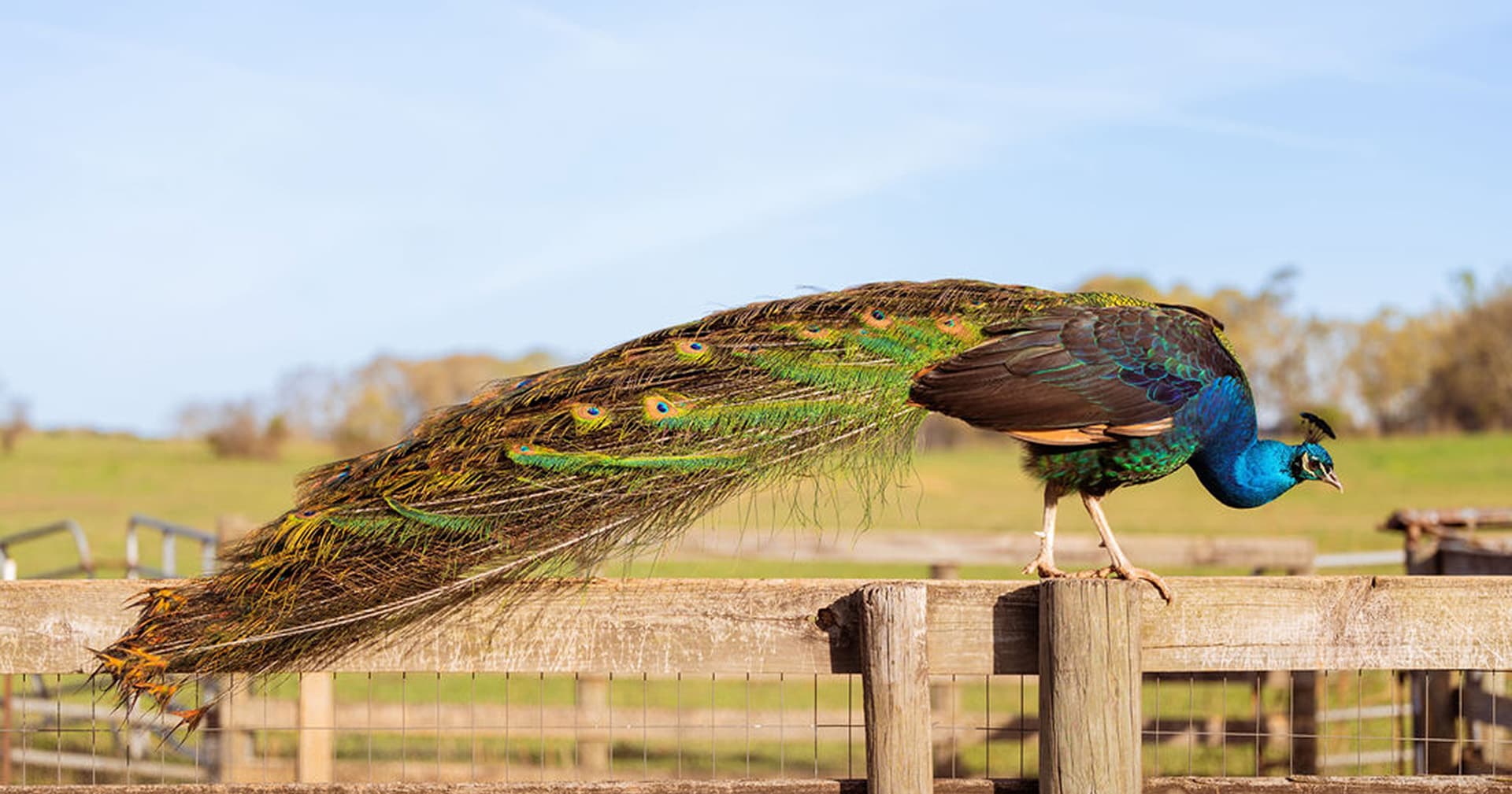 A peacock perched on a fence showcasing its vibrant, elongated tail feathers.